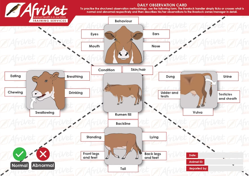 DAILY OBSERVATION CARD CATTLE
