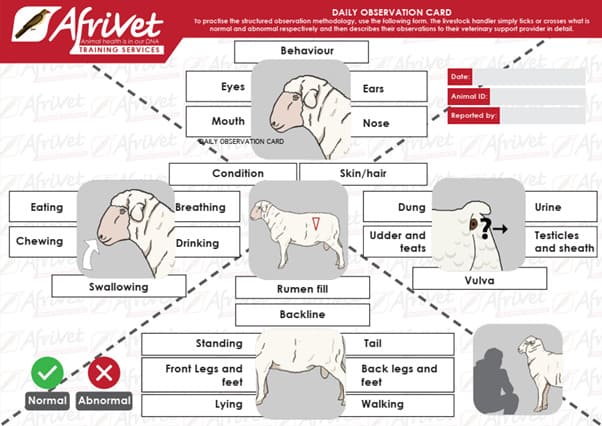 DISEASE IDENTIFICATION IN SMALL STOCK