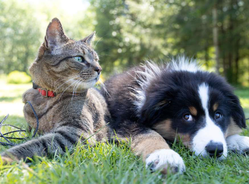 companion animal products