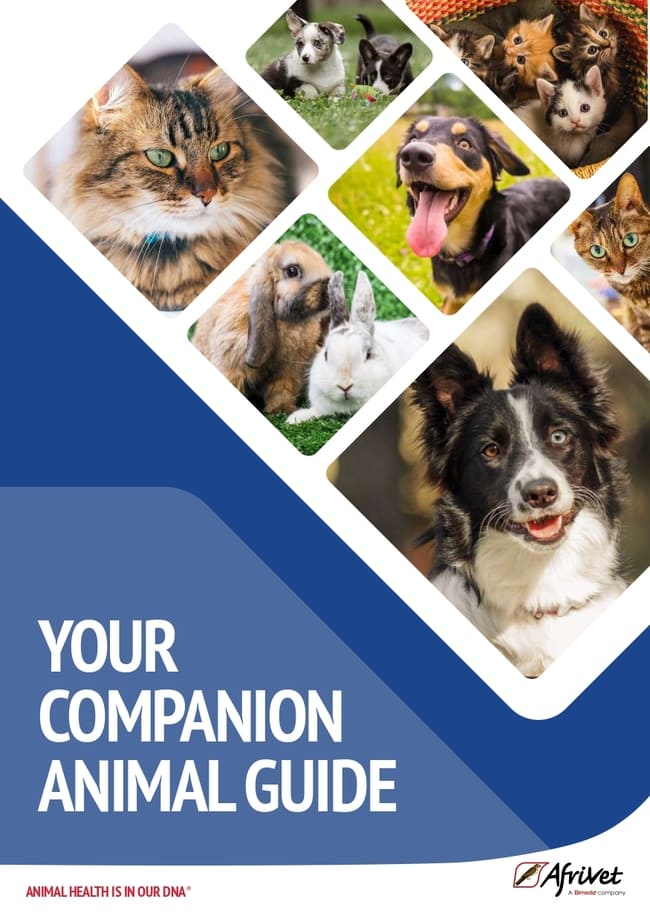 Your Companion Animal Guide