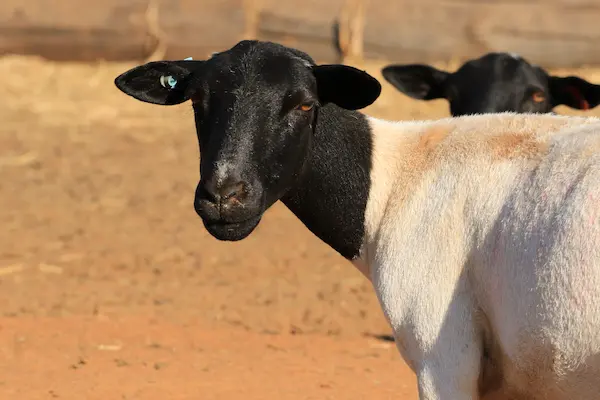 white sheep with black head