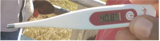 thermometer showing temperature of 40.8C