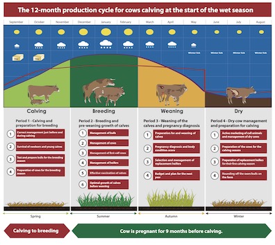 production cycle