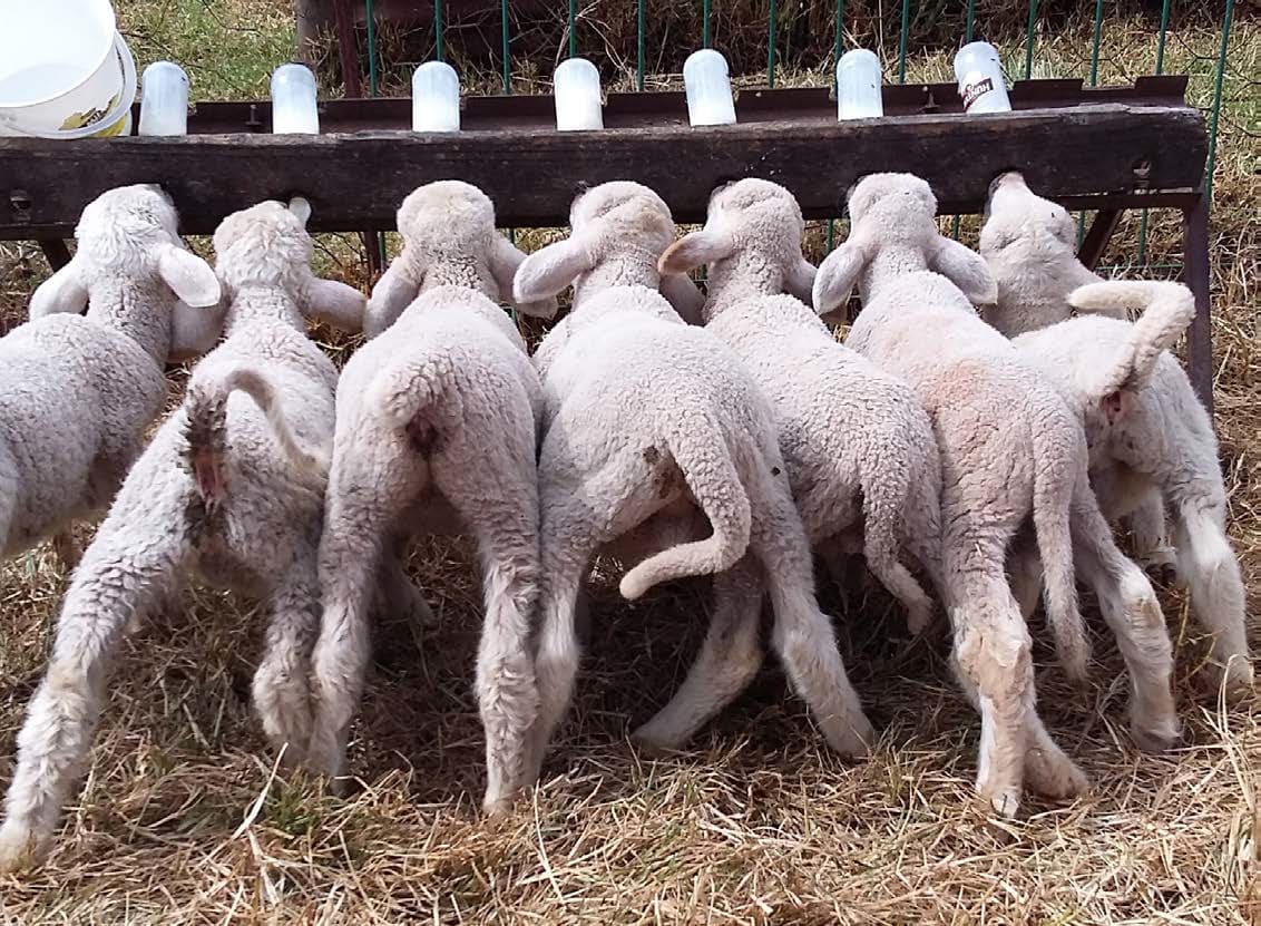 lambs feeding from bottles