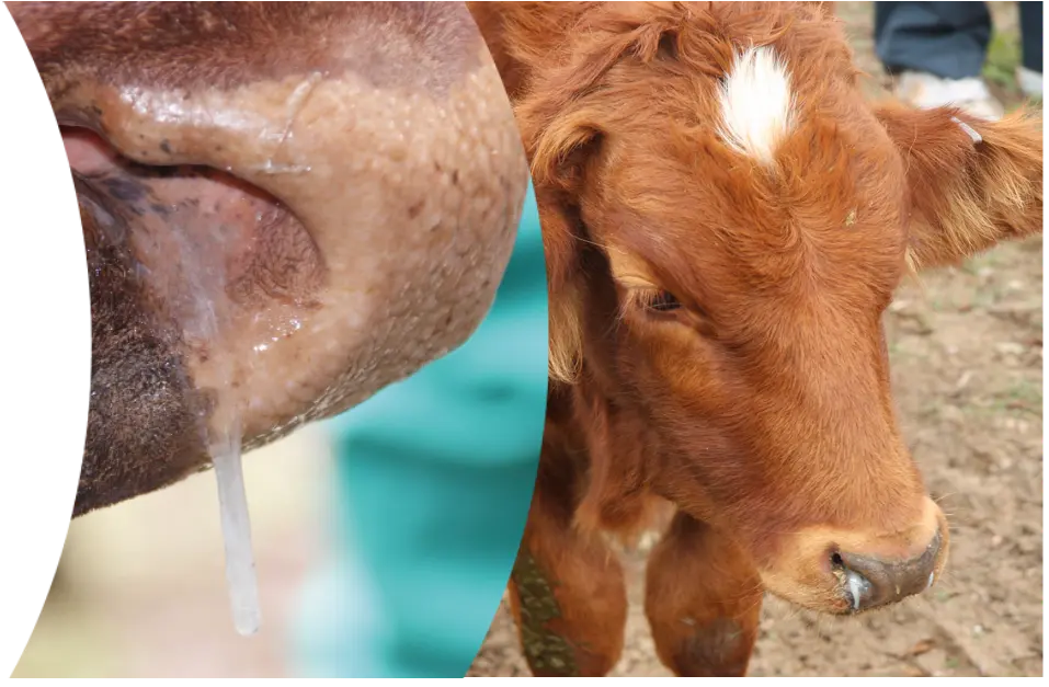 cow showing flu symptons