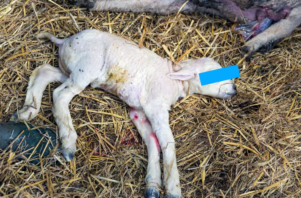 sick lamb lying in hay
