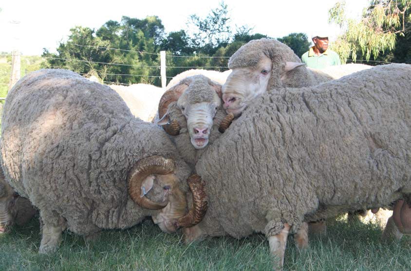 group of rams