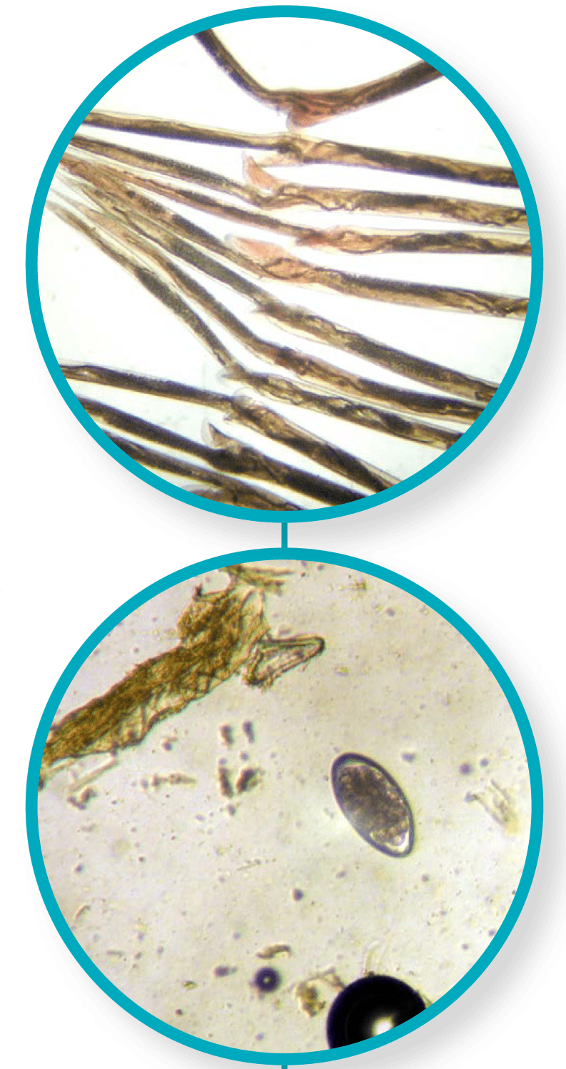 micro cells