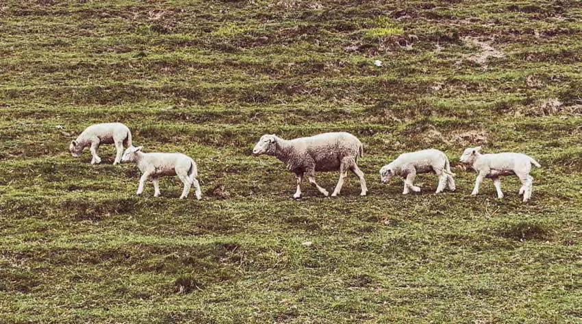 woolfarmer v10n2 pic2